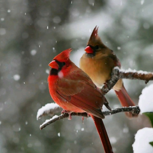 Meet your Posher, Annette - Picture 1 of 1